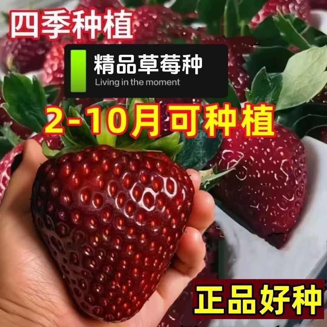黑珍珠草莓种子巧克力奶油草莓子四季结果盆栽南北方种植种