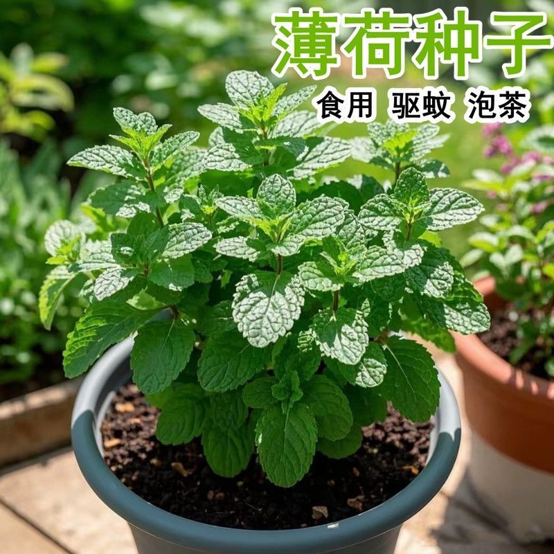 新品薄荷种籽子可食用四季种植种子薄荷盆栽薄荷驱蚊室内阳台盆栽