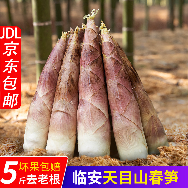 春笋正宗临安天目山雷笋5斤大号新鲜现挖野生雷竹笋冬笋苦笋毛笋