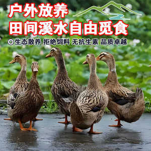 正宗千岛湖农家散养溪水老鸭3年土鸭子生态放养捕食鱼虾新鲜现杀
