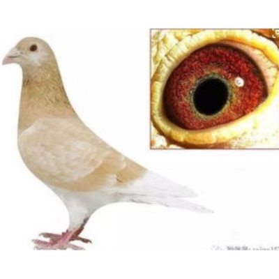 火凤凰鸽子活体一对瓦灰麒麟花红