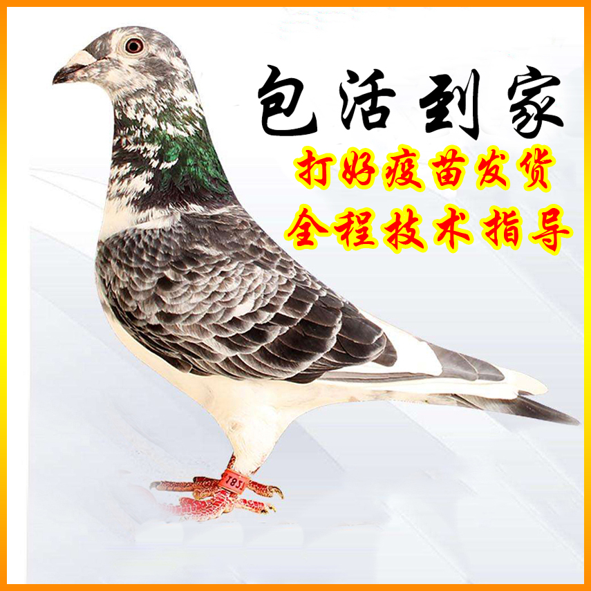 红狐狸信鸽种鸽子活体鸽子活一对