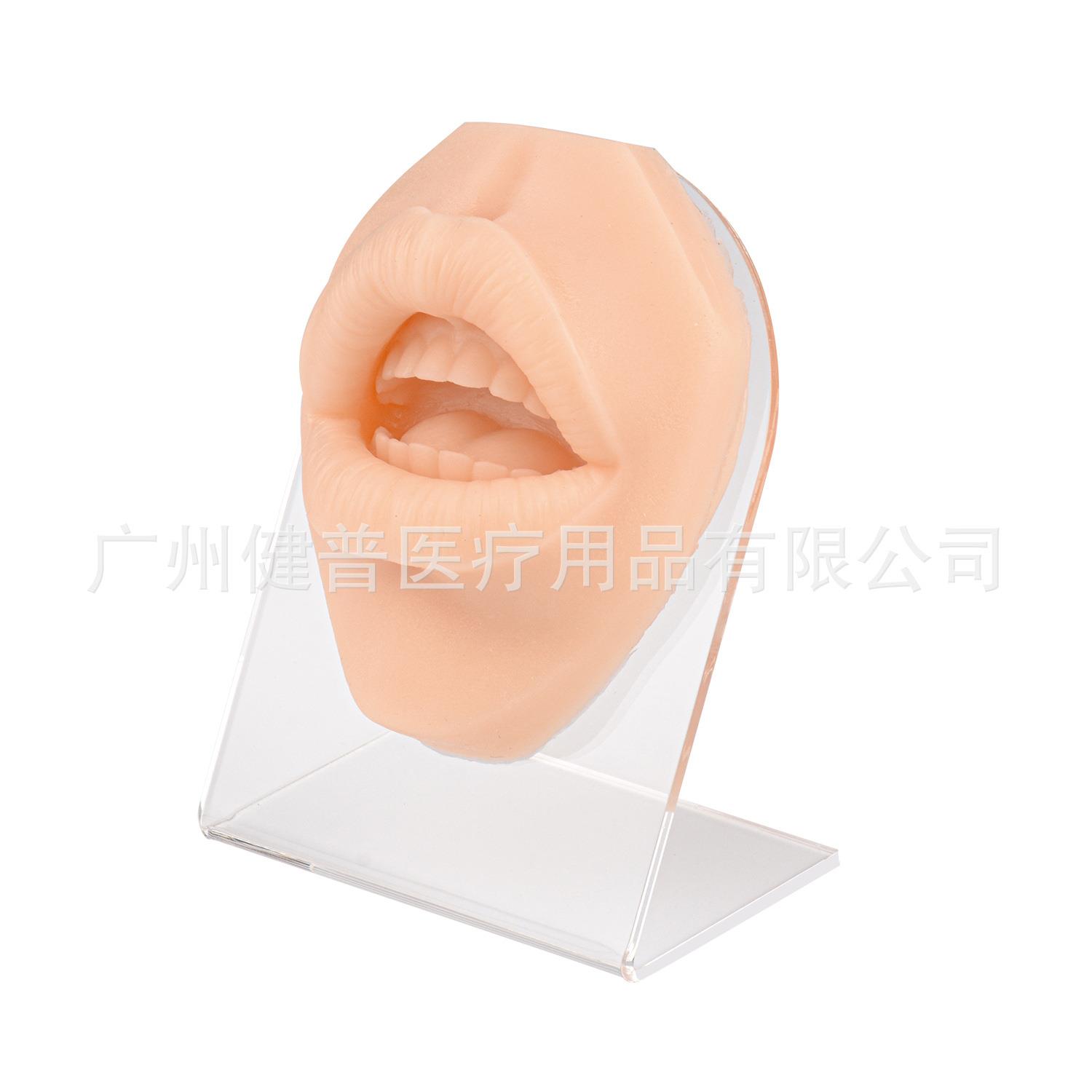 仿真人体嘴巴模型缝合穿孔穿刺练习嘴巴模型嘴钉唇钉展示道具