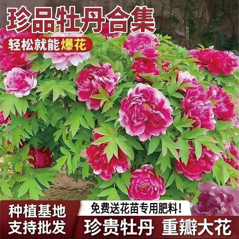 珍贵精品牡丹花苗花王岛锦牡丹正宗菏泽牡丹花耐寒庭院盆栽牡丹苗