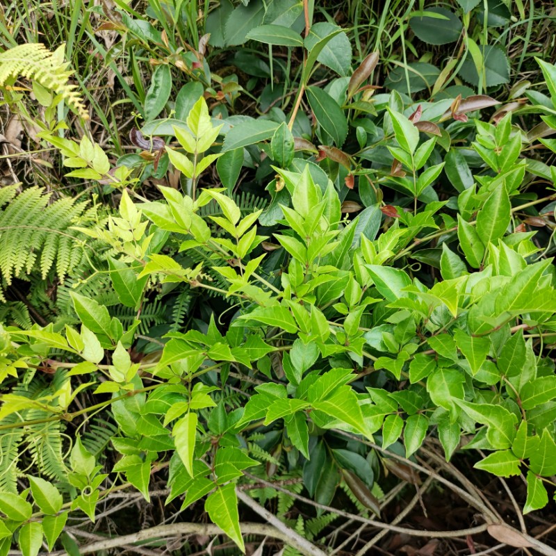 山里莓茶苗藤茶苗甘露茶显齿蛇葡萄藤叶新鲜现采包邮