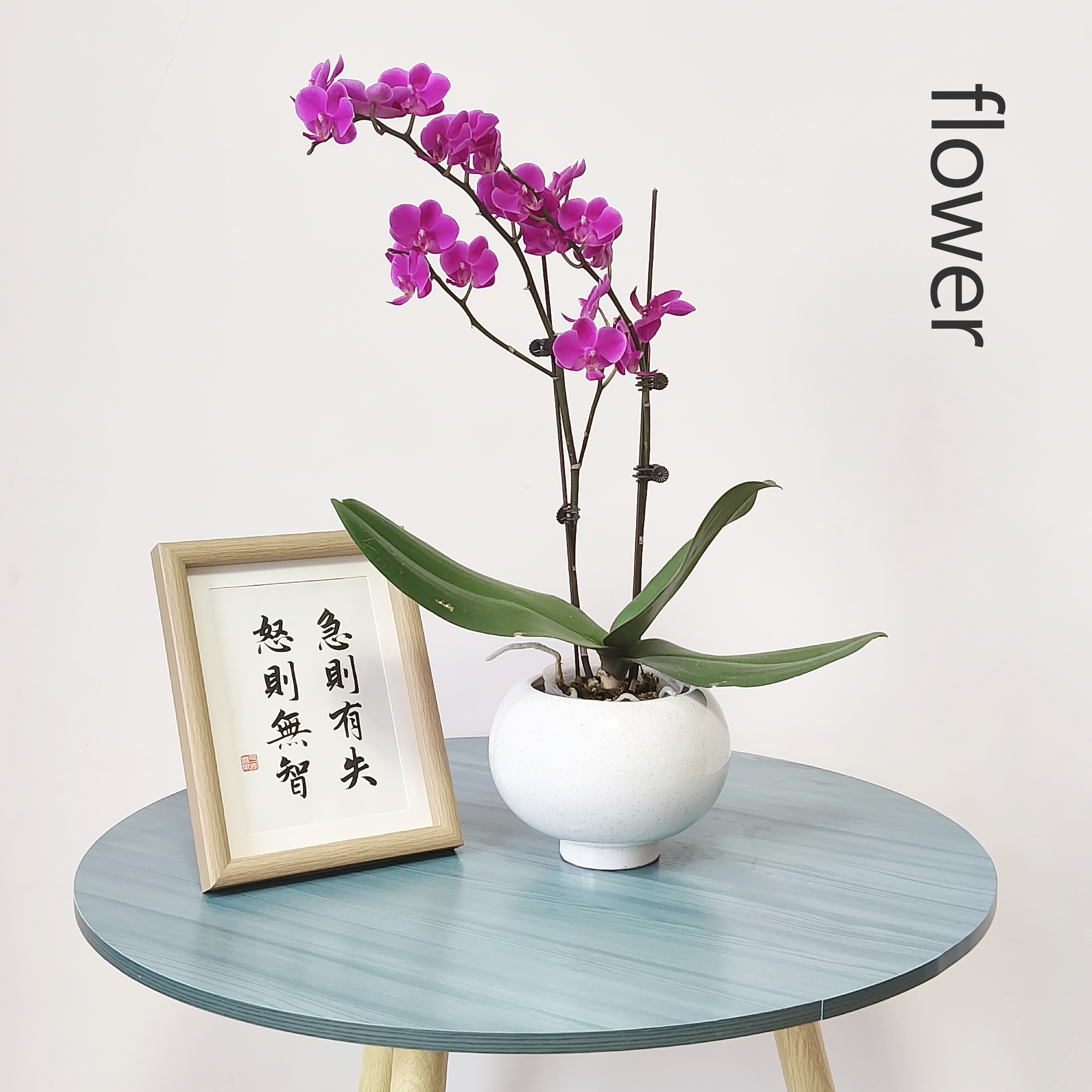 欧式ins风陶瓷花盆现代简约创意个性家用客厅蝴蝶兰石斛兰花瓶