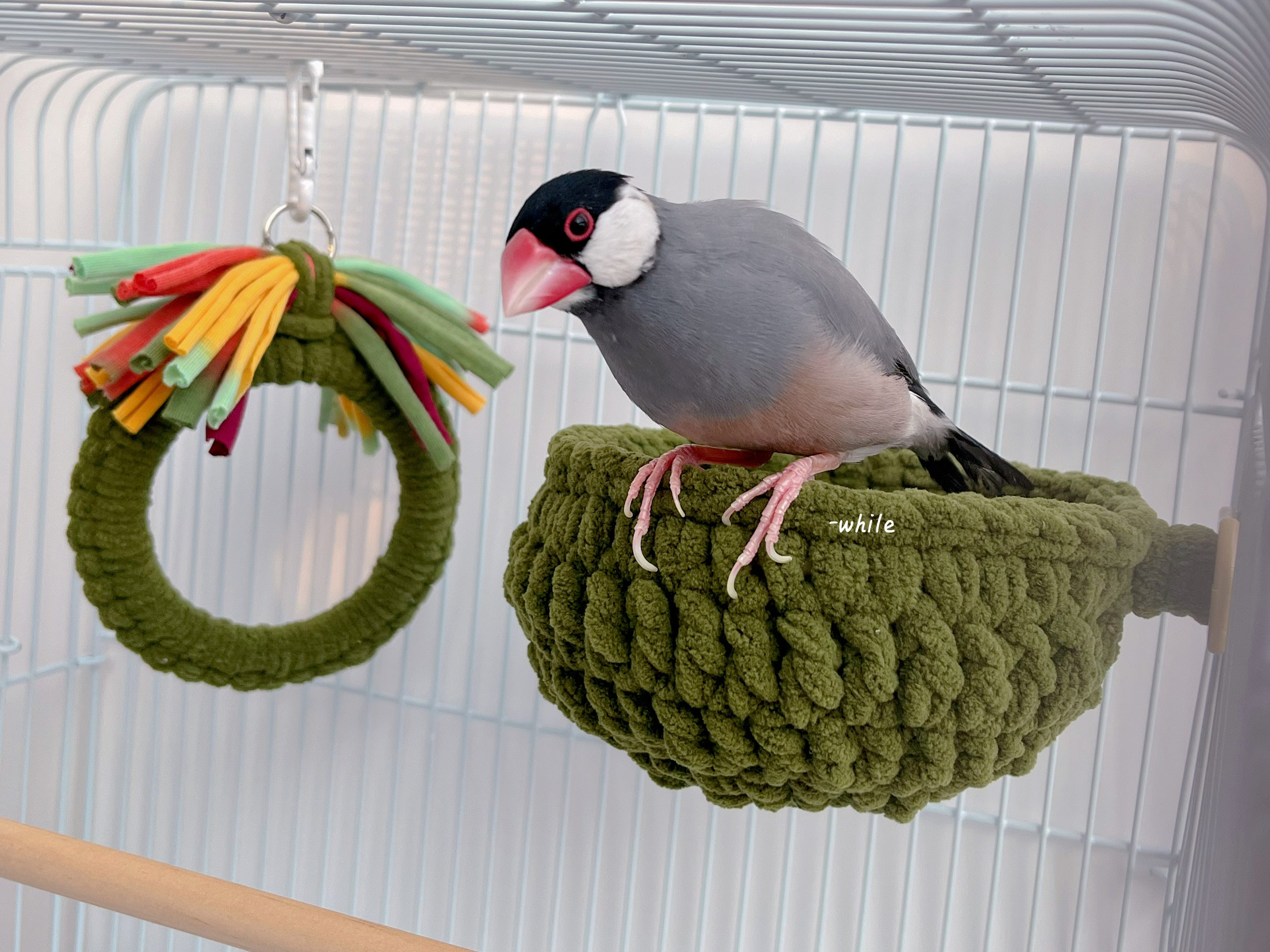 「一碗小鸟」小鸟碗窝 | 鹦鹉文鸟珍珠鸟手工编织鸟窝 秋冬/四季