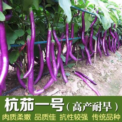 茄子种子大全苗秧紫长茄线茄杭茄