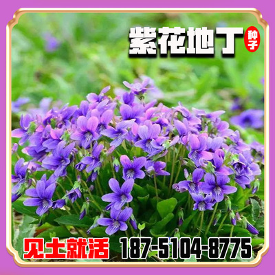 中药材花种籽紫花地丁种子四季