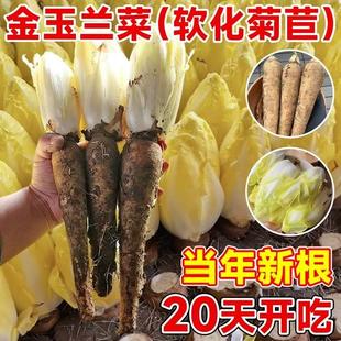 金玉兰菜根生菜大叶软化菊苣种籽多年生四季春秋耐寒盆栽蔬菜种籽