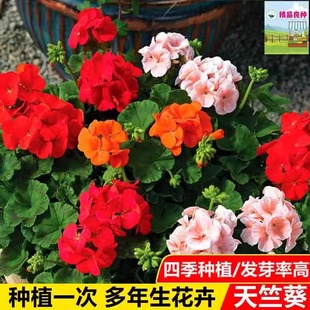 天竺葵花种子多年生四季春秋种蝴蝶梅花种籽室内花卉阳台盆栽花籽