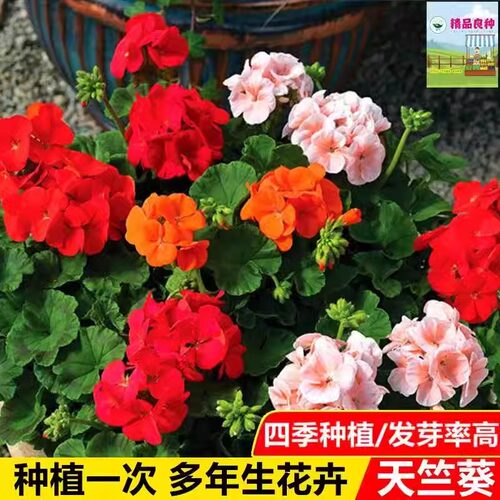 天竺葵花种子多年生四季春秋种蝴蝶梅花种籽室内花卉阳台盆栽花籽