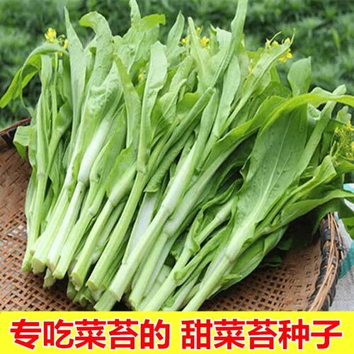 白菜苔种籽甜脆多芽早熟白菜心蔬菜种籽耐寒阳台庭院速生菜苔种籽