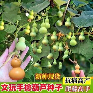 播种观赏阳台庭院爬藤文玩葫芦种籽盆栽花种籽 手捻小葫芦种子四季