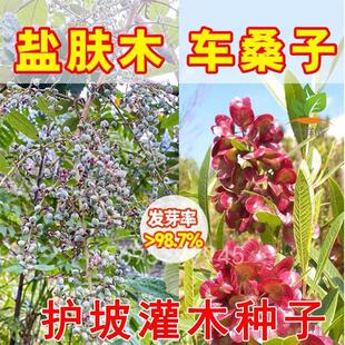 盐肤木种子四季车桑子种籽多年生边坡固土堤坝修护五倍子灌木蜜源