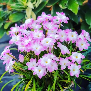 重瓣风雨兰种球带花苞胖丽丽花葱兰种子阳台四季耐寒带牙盆栽花卉