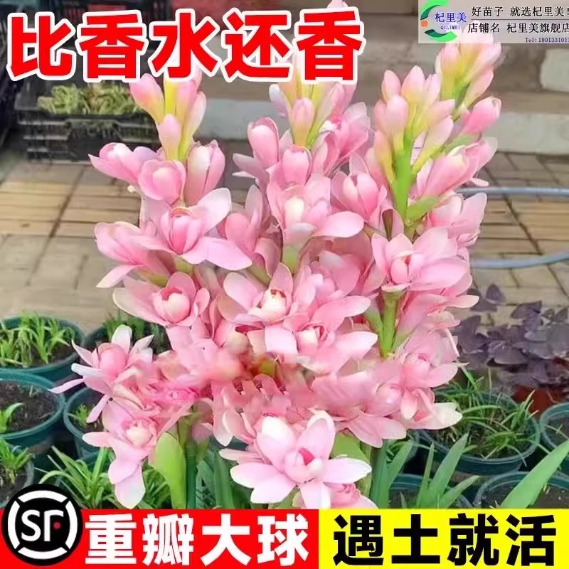 晚香玉种球重瓣大花球根夜来香浓香型多年生阳台盆栽耐寒花卉绿植