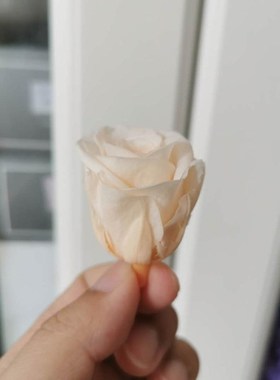 2-3CM/21pcs,Grade B Mini Preserved Roses Heads,Beauty And Th