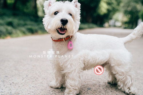 Italian ZEROBUGS second generation ultrasonic dog and cat