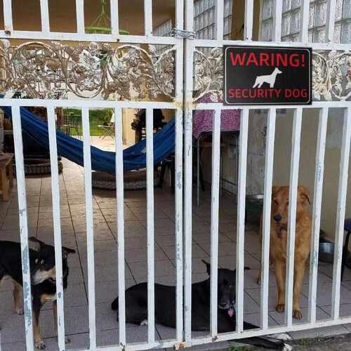 5 PCS 30 x20cm Adhesive Beware of Dog Sign applies to a