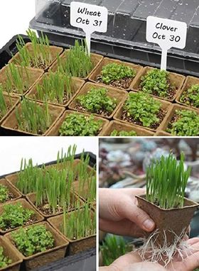 Seedling Tray Set with Transparent Lid Plant Germination