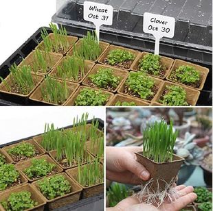 Seedling Tray Set with Transparent Lid Plant Germination
