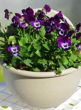 Hot Wall Mount Plant Pot Plastic Flowerpot Basket Planter