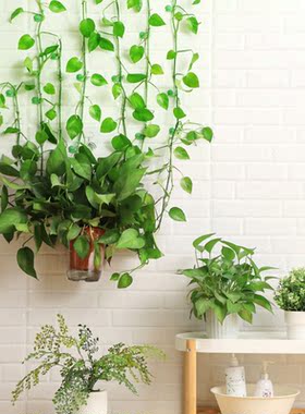 Plant Climbing Wall Clips Vine Buckle Hook Rattan Clamp