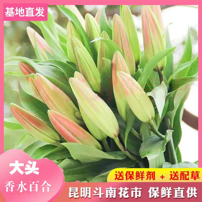 粉香水百合鲜花云南昆明基地直发直批办公室家庭水养瓶插鲜切花束