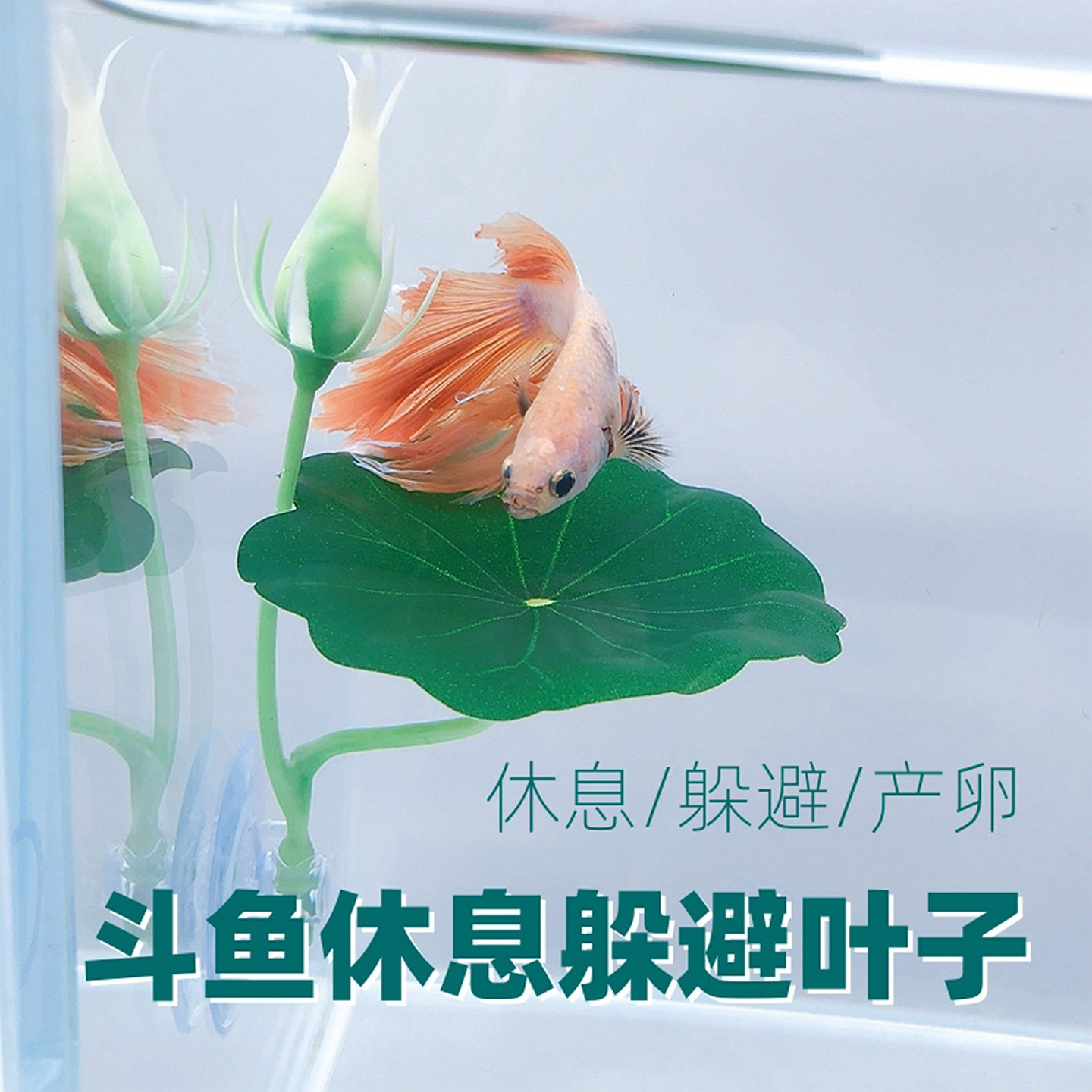 斗鱼睡觉休息叶躲避产卵荷叶水草叶子鱼缸金鱼装饰造景摆件躲避窝