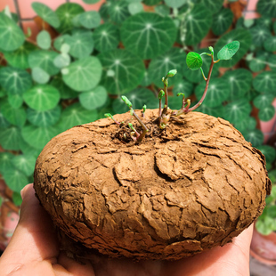 山乌龟植物客厅室内外盆栽水培绿植圆叶山乌龟金不换爬藤观叶植物