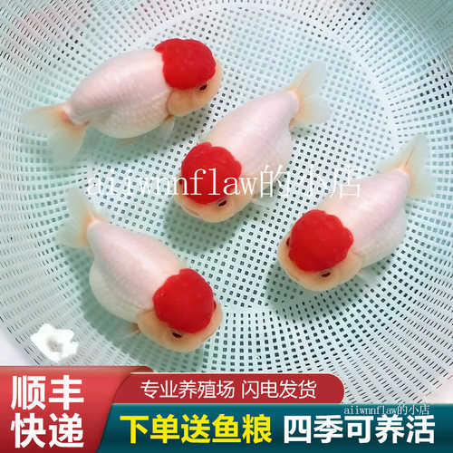 兰寿金鱼熊猫短尾波妞精品小苗奶牛潘氏鱼苗玉兔麒麟冷水热带赛级