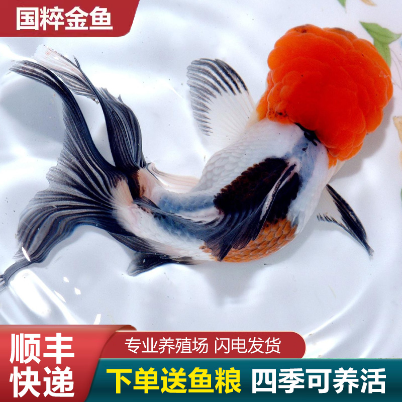 鹤顶红金鱼鸿运当头金鱼狮头国狮活鱼红狮头狮子头红国狮耐活易养