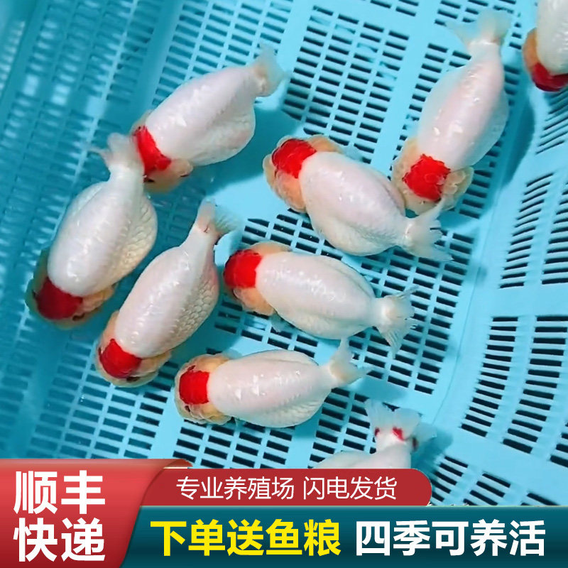 兰寿金鱼熊猫短尾波妞精品小苗奶牛潘氏鱼苗玉兔麒麟冷水热带黑白,宠物/宠物食品及用品,鱼,淘宝优惠券,粉丝福利购,淘宝优惠卷