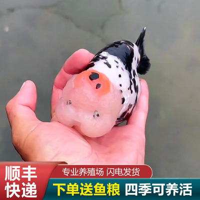 兰寿金鱼熊猫短尾波妞精品小苗奶牛潘氏鱼苗玉兔麒麟专业饲料AA