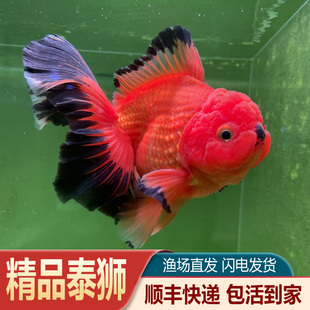 精品泰狮金鱼百褶玛丽三色小泰狮鱼元宝金鱼苗短尾f1将军鎏金国粹
