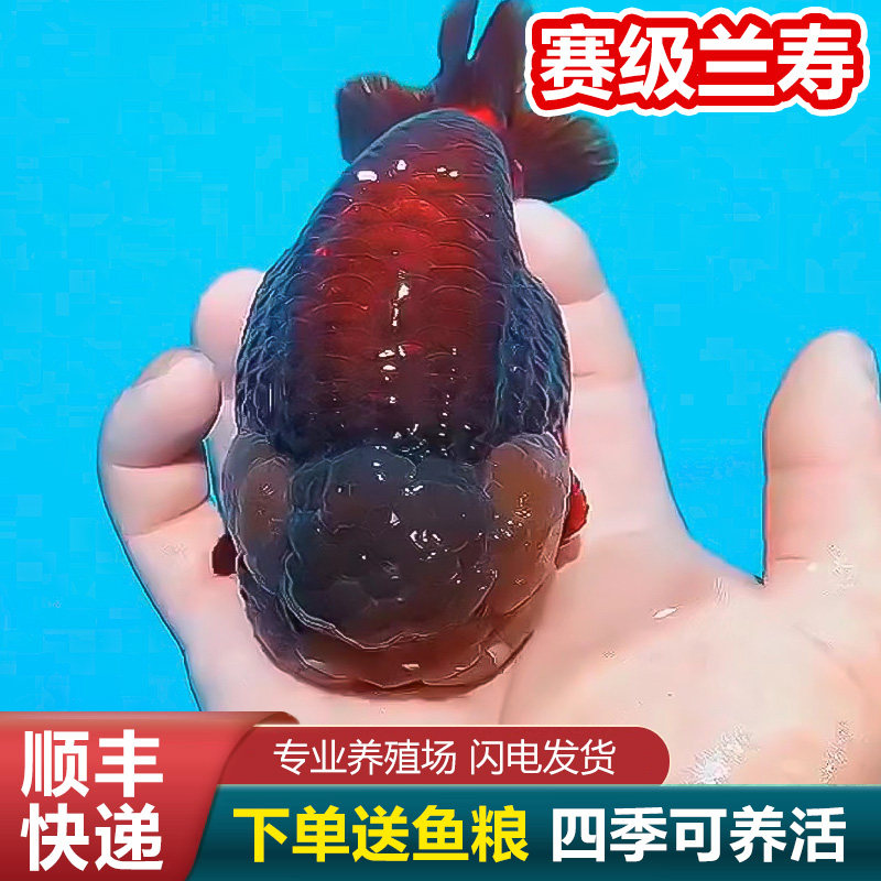 兰寿金鱼熊猫短尾波妞精品小苗奶牛潘氏鱼苗玉兔麒麟血清冷水黑白图片