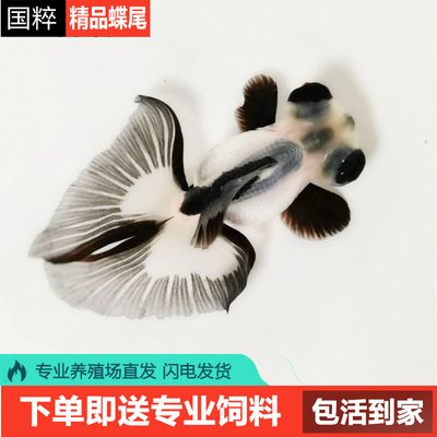 熊猫蝶尾金鱼精品龙睛活鱼