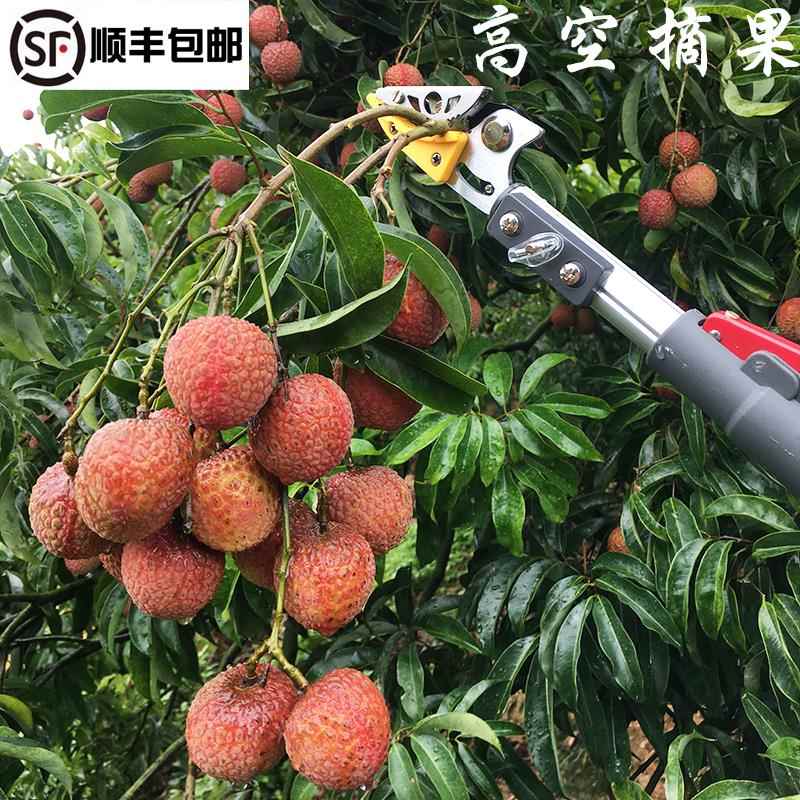 摘果高枝剪修枝剪伸缩摘果剪摘龙眼柿子剪刀高空摘水果采摘器