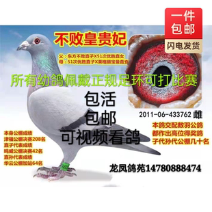 精品信鴿種鴿幼鴿活一對 胡本成績鴿遲歸鴿 賽鴿林波爾血統鴿詹森