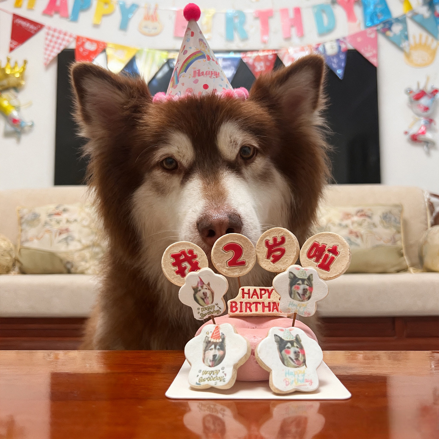 小宠一狼甜甜圈宠物生日蛋糕饼干零食定制狗猫咪照片生日插牌