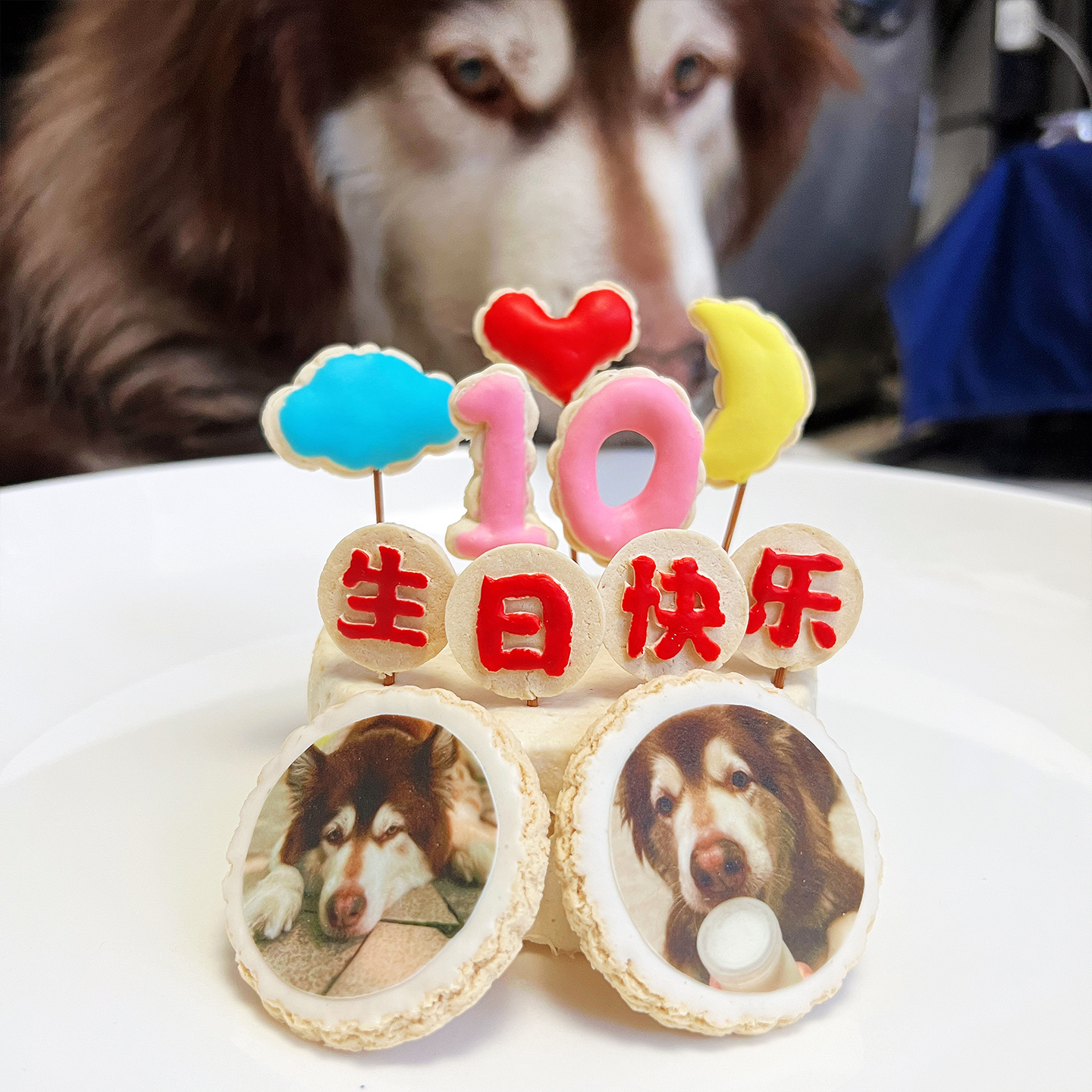 定制猫狗生日蛋糕照片自制饼干
