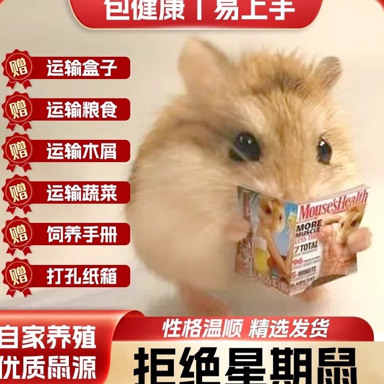 小仓鼠活物包活包邮宠物银狐布丁三线紫仓奶茶熊情侣幼崽一对情侣