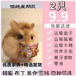小仓鼠活物包活包邮宠物银狐布丁三线紫仓奶茶情侣幼崽一对情侣