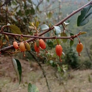云南中药材胡颓子根 胡秃子 羊奶子 贯榨根 胡颓子鲜根干货包邮