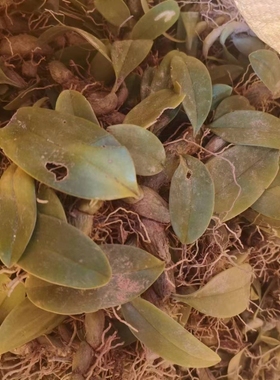 现采石橄榄新鲜单叶中小果石仙桃果种植盆栽上叶煲汤炖汤生材料