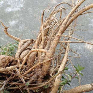 新鲜糯米藤根糯米菜蔓薴麻捆仙绳米浆藤糯米团红米藤雾水葛原生态