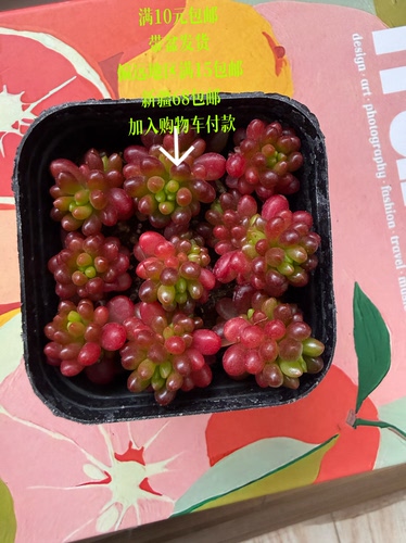 红浆果群【加购物车付款满10元包邮】