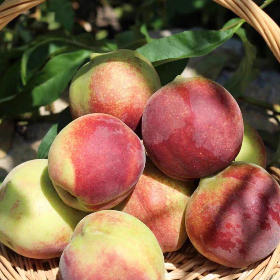 25年再见  开园新疆水果【哈密回王蜜桃】小土桃当季应季新鲜水果