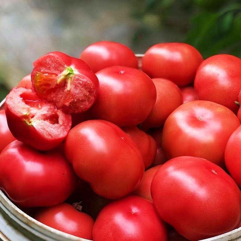 4.10开园[新疆疆无季沙瓤西红柿]酸甜多汁直发番茄西红柿新鲜蔬菜
